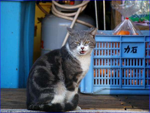 ガルちゃん猫カフェ40号店 開店しました♪ (初めての方も大歓迎！)