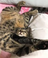 ガルちゃん猫カフェ40号店 開店しました♪ (初めての方も大歓迎！)