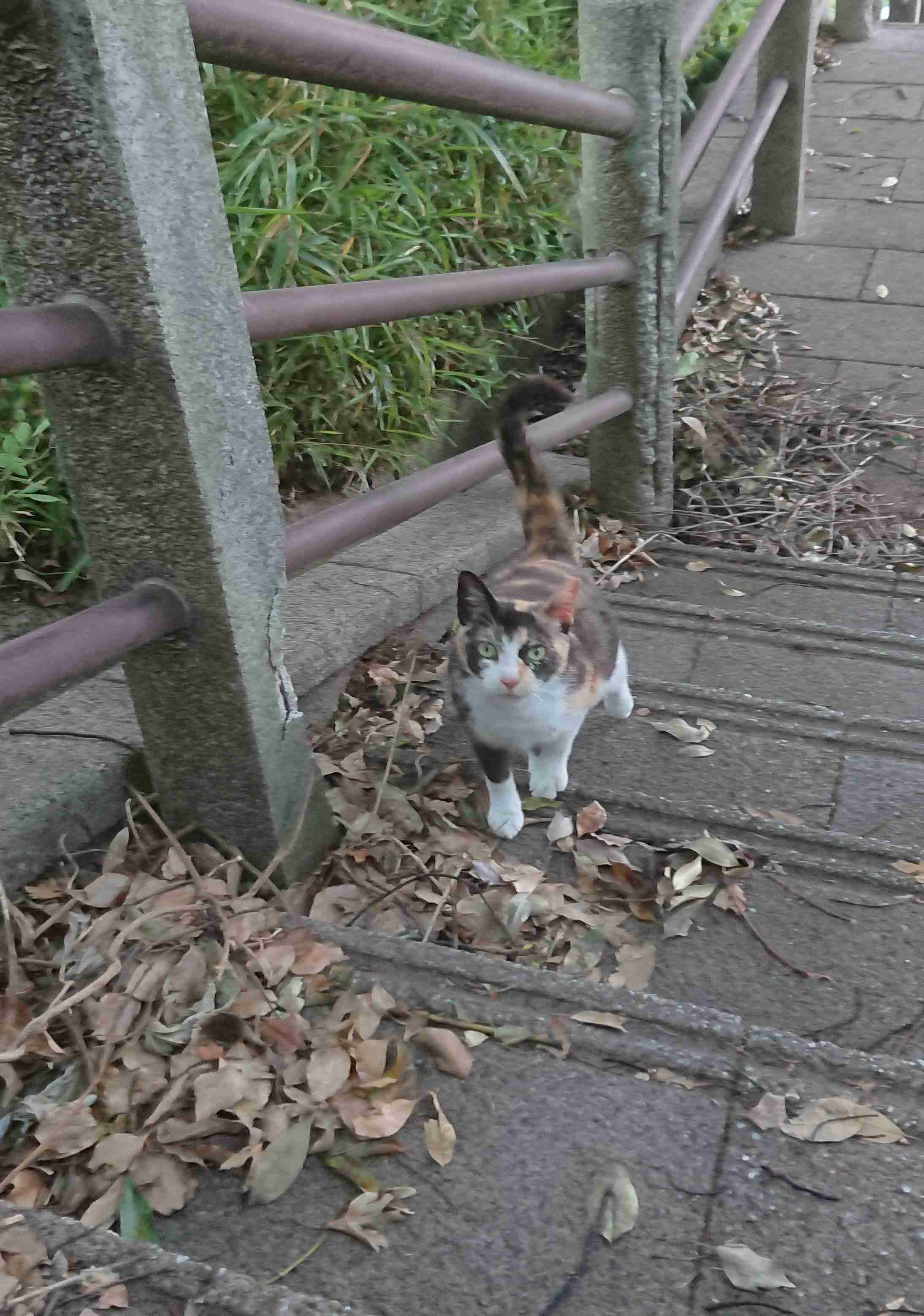 ガルちゃん猫カフェ40号店 開店しました♪ (初めての方も大歓迎！)