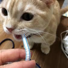 ガルちゃん猫カフェ40号店 開店しました♪ (初めての方も大歓迎！)