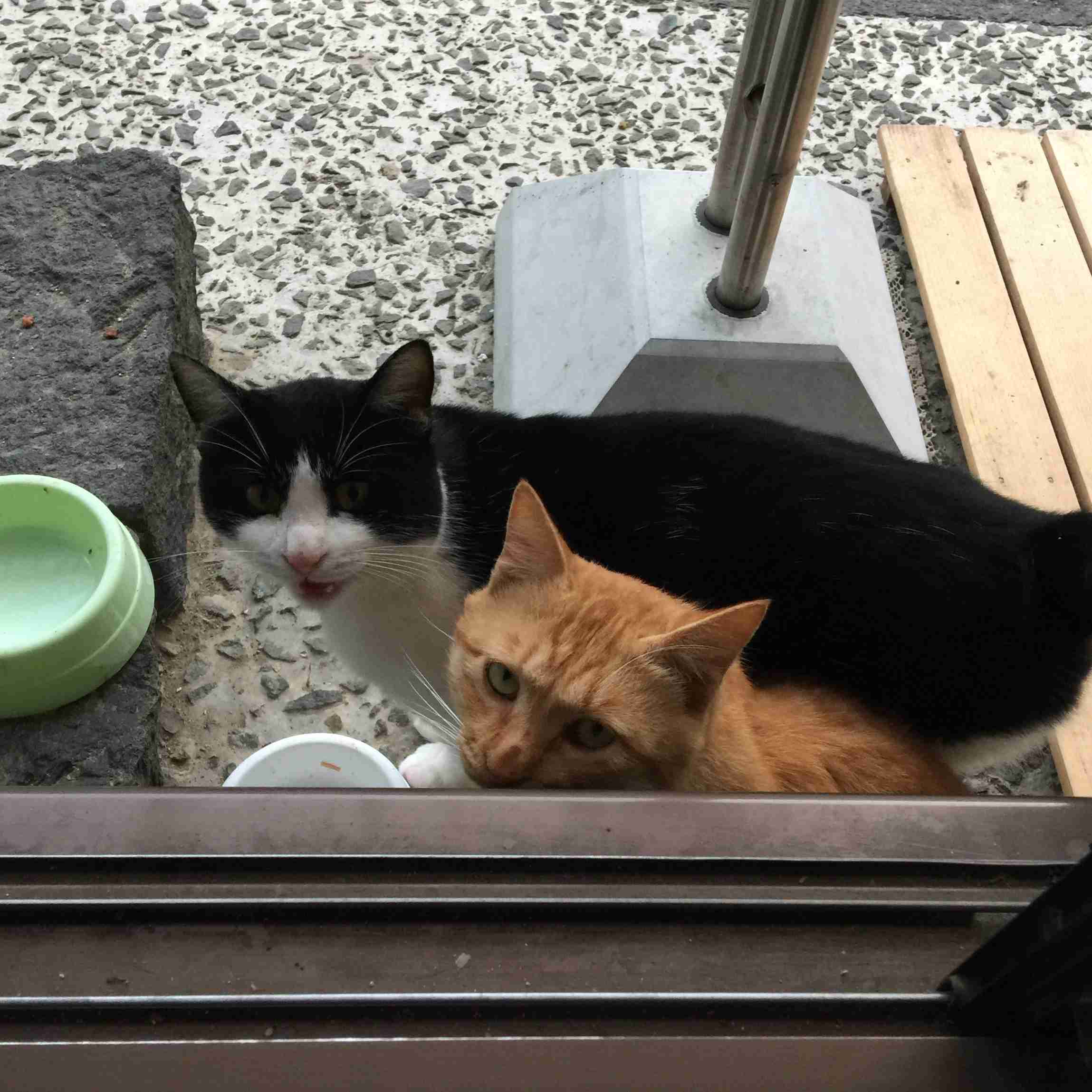 ガルちゃん猫カフェ40号店 開店しました♪ (初めての方も大歓迎！)