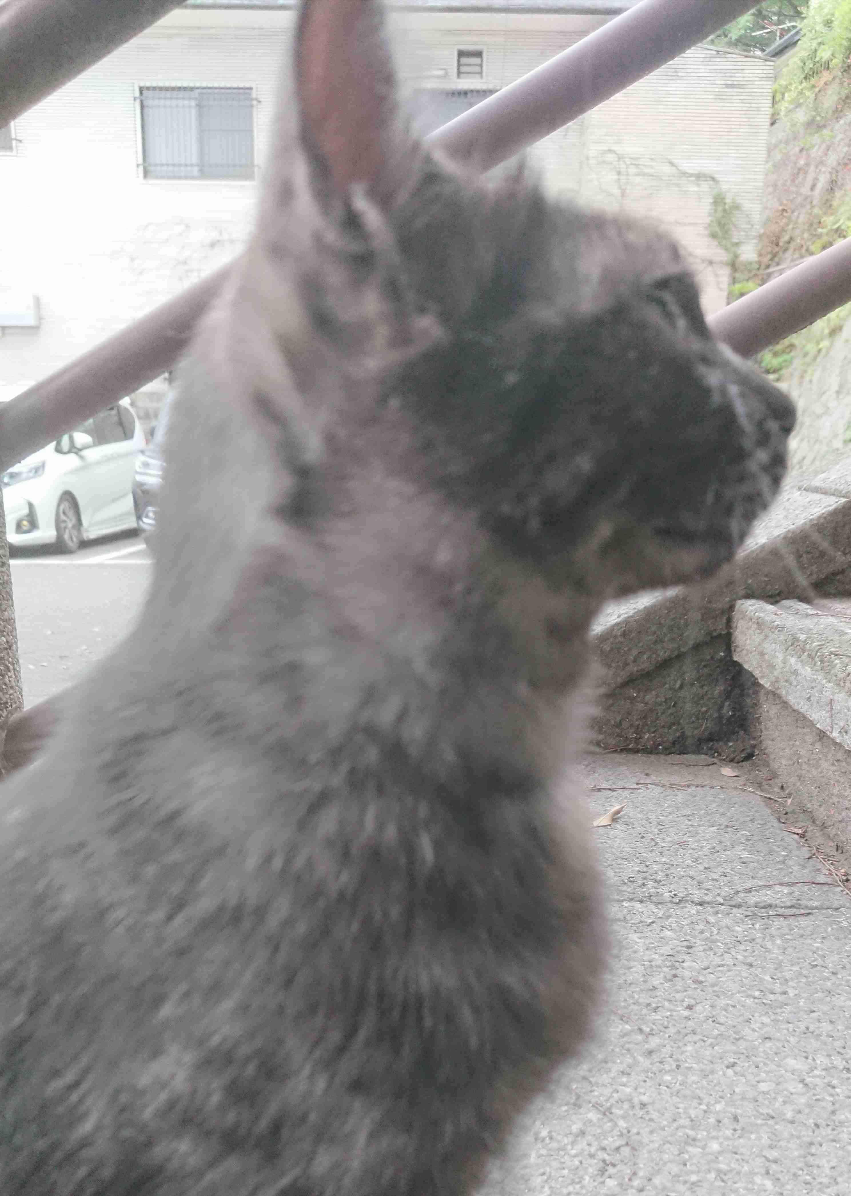 ガルちゃん猫カフェ40号店 開店しました♪ (初めての方も大歓迎！)