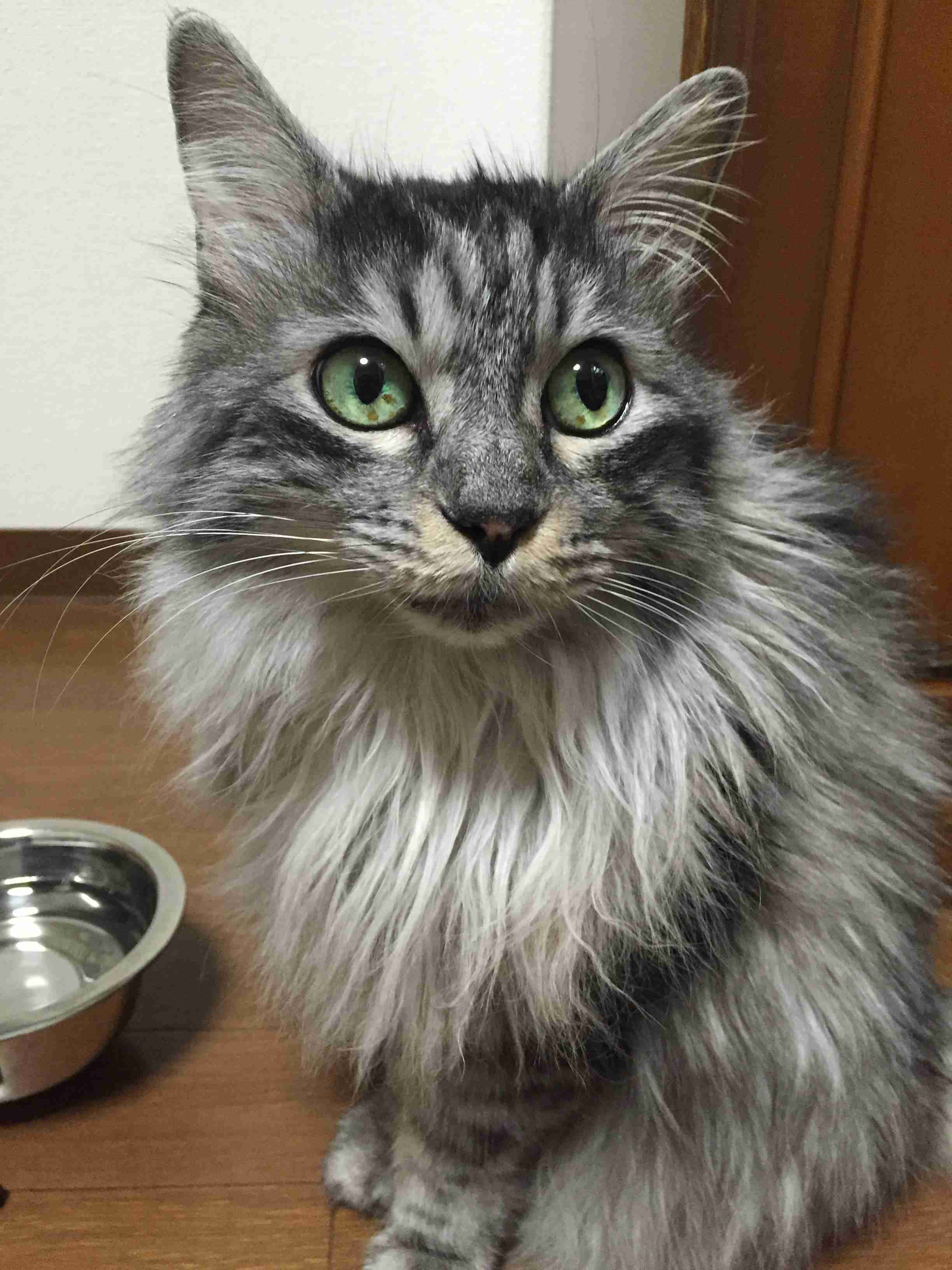 ガルちゃん猫カフェ40号店 開店しました♪ (初めての方も大歓迎！)