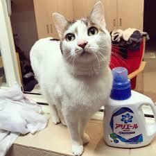 ガルちゃん猫カフェ40号店 開店しました♪ (初めての方も大歓迎！)