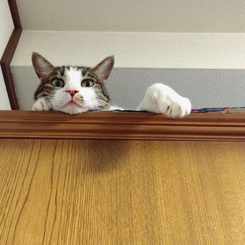 ガルちゃん猫カフェ40号店 開店しました♪ (初めての方も大歓迎！)