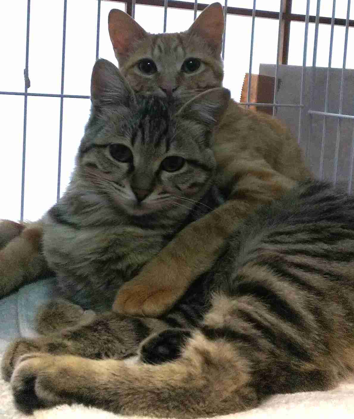 ガルちゃん猫カフェ40号店 開店しました♪ (初めての方も大歓迎！)