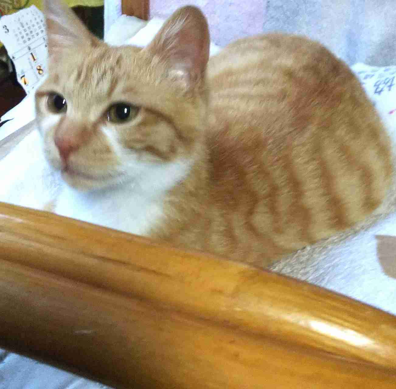 ガルちゃん猫カフェ40号店 開店しました♪ (初めての方も大歓迎！)