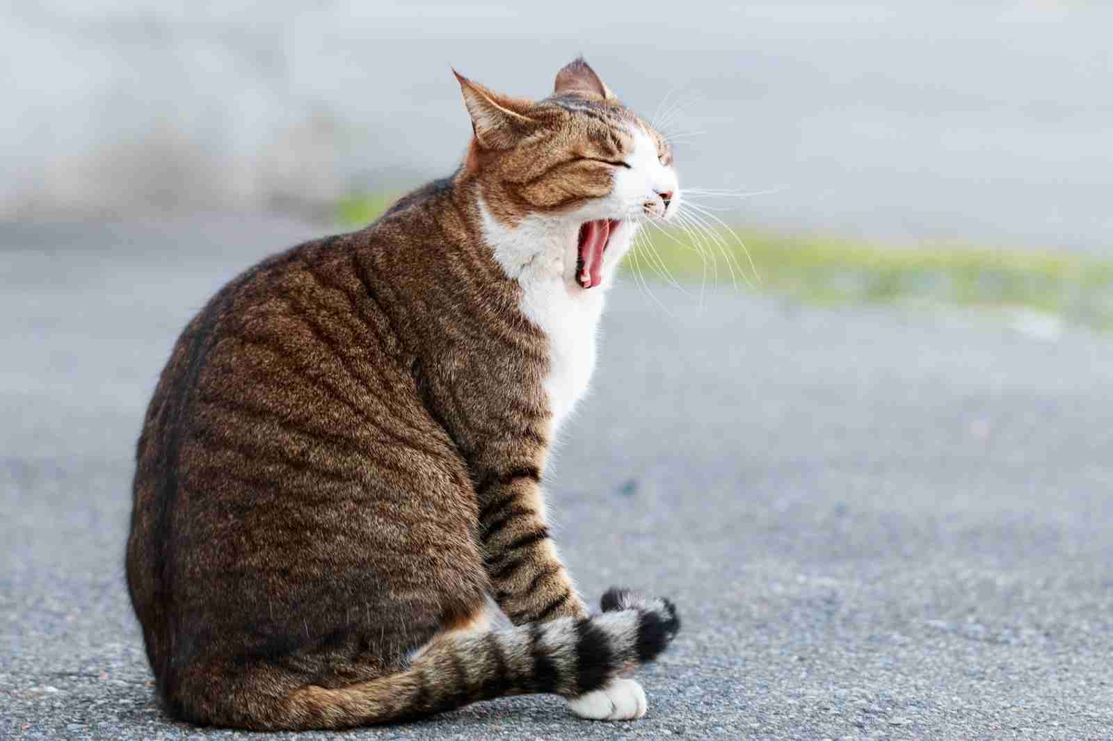 ガルちゃん猫カフェ40号店 開店しました♪ (初めての方も大歓迎！)