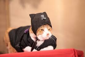 ガルちゃん猫カフェ40号店 開店しました♪ (初めての方も大歓迎！)