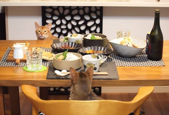 ガルちゃん猫カフェ40号店 開店しました♪ (初めての方も大歓迎！)