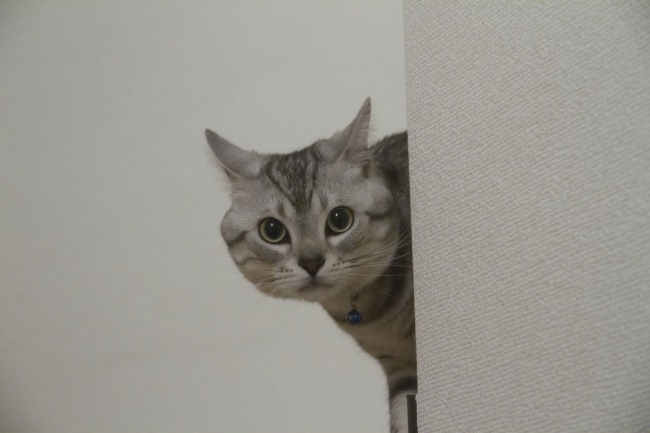 ガルちゃん猫カフェ40号店 開店しました♪ (初めての方も大歓迎！)