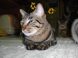 ガルちゃん猫カフェ40号店 開店しました♪ (初めての方も大歓迎！)