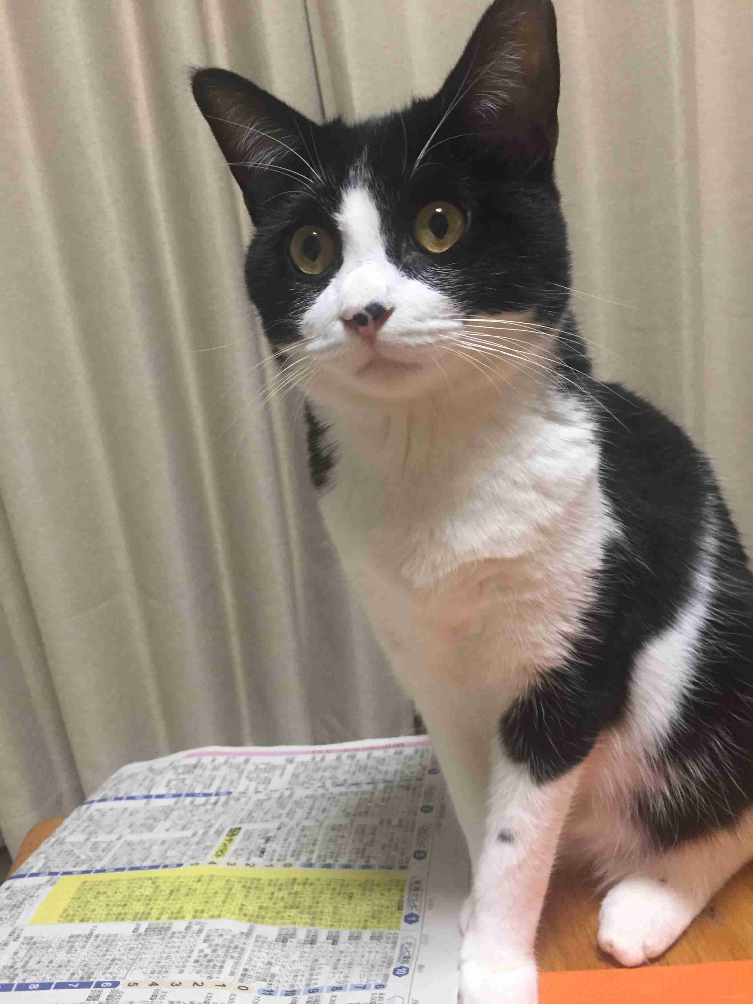 ガルちゃん猫カフェ40号店 開店しました♪ (初めての方も大歓迎！)