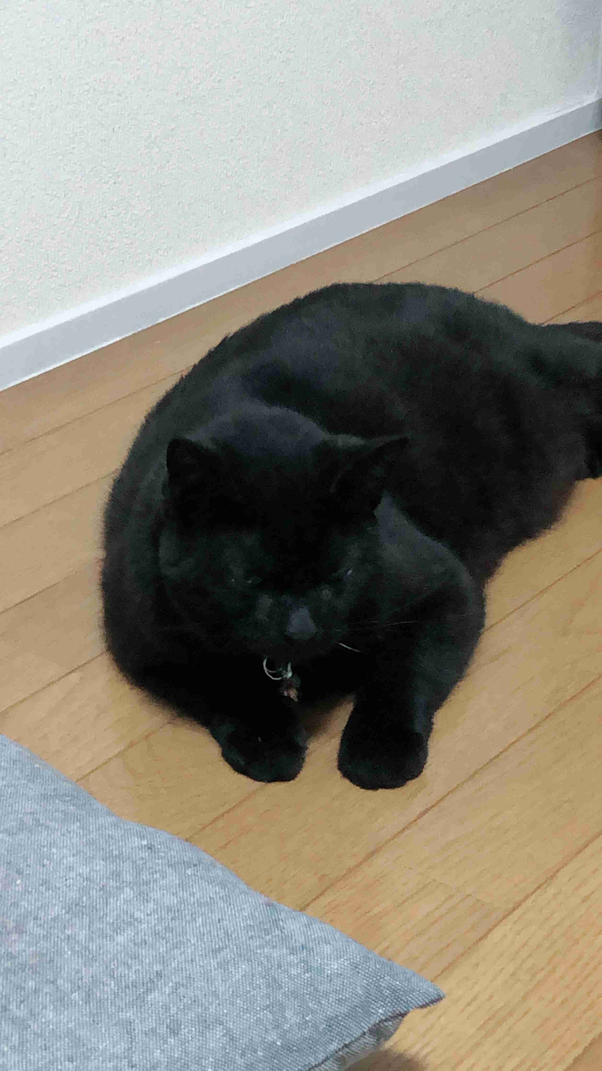 ガルちゃん猫カフェ40号店 開店しました♪ (初めての方も大歓迎！)