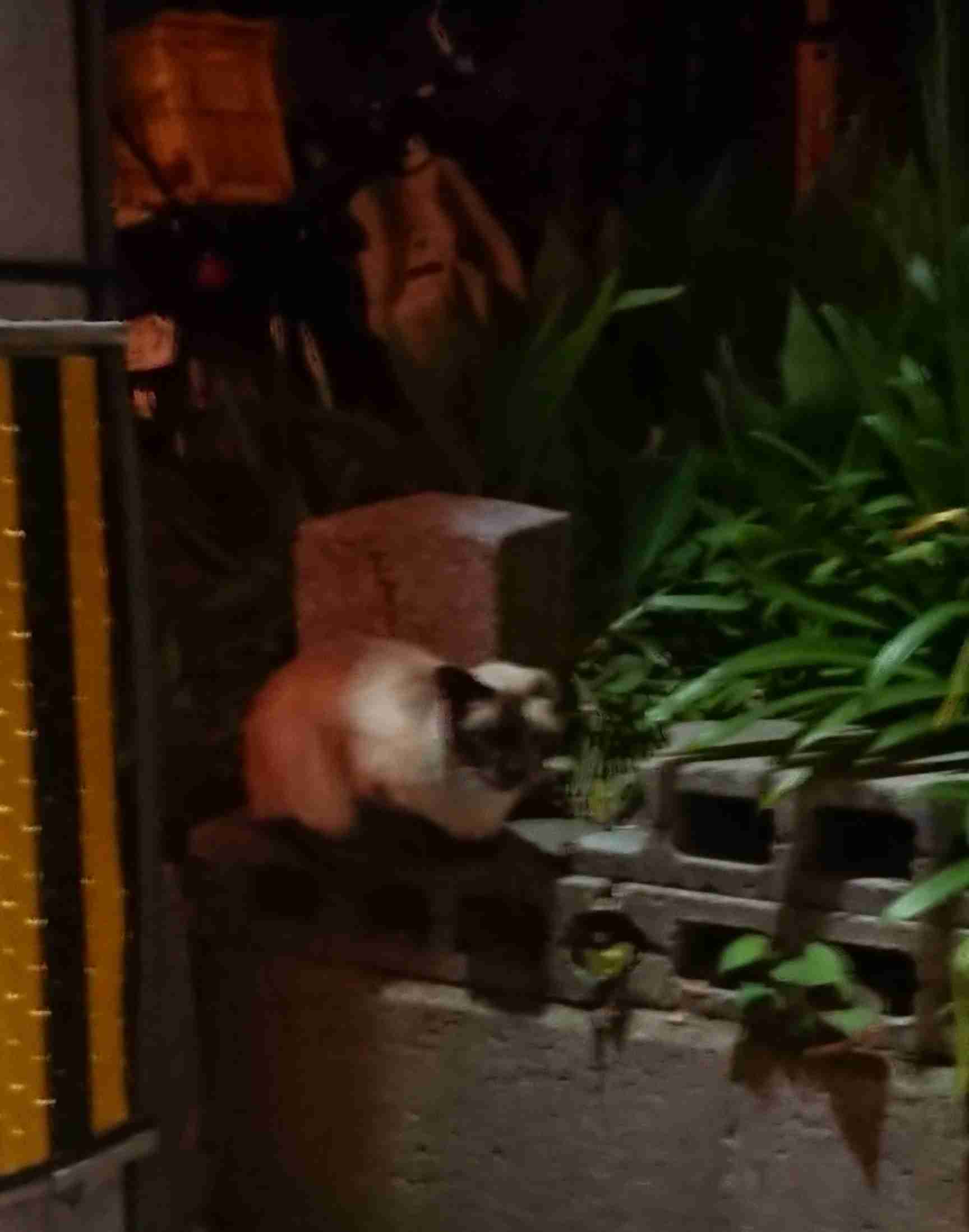 ガルちゃん猫カフェ40号店 開店しました♪ (初めての方も大歓迎！)