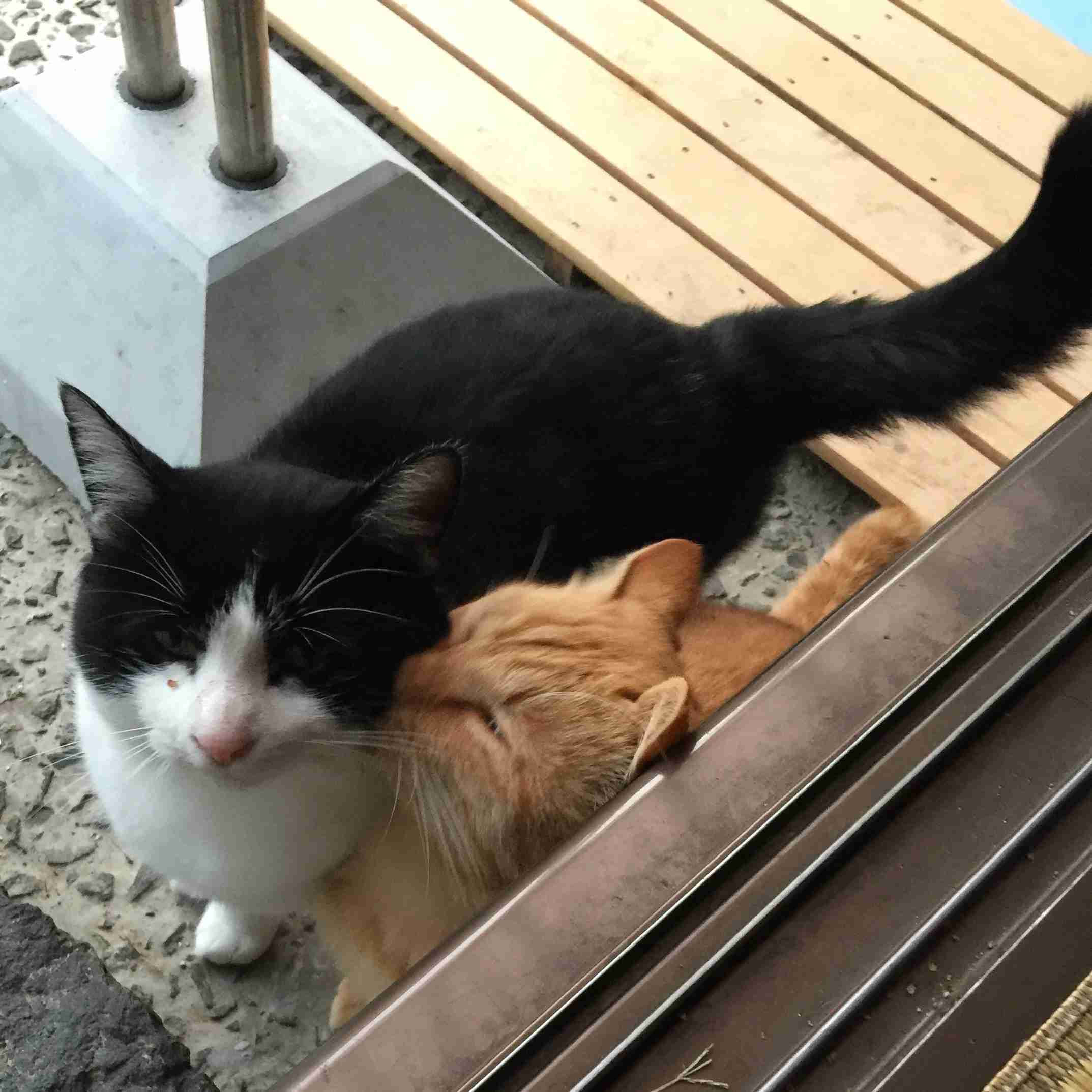 ガルちゃん猫カフェ40号店 開店しました♪ (初めての方も大歓迎！)