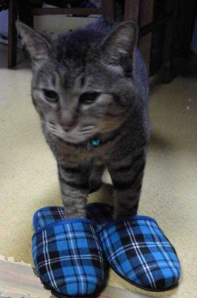 ガルちゃん猫カフェ40号店 開店しました♪ (初めての方も大歓迎！)