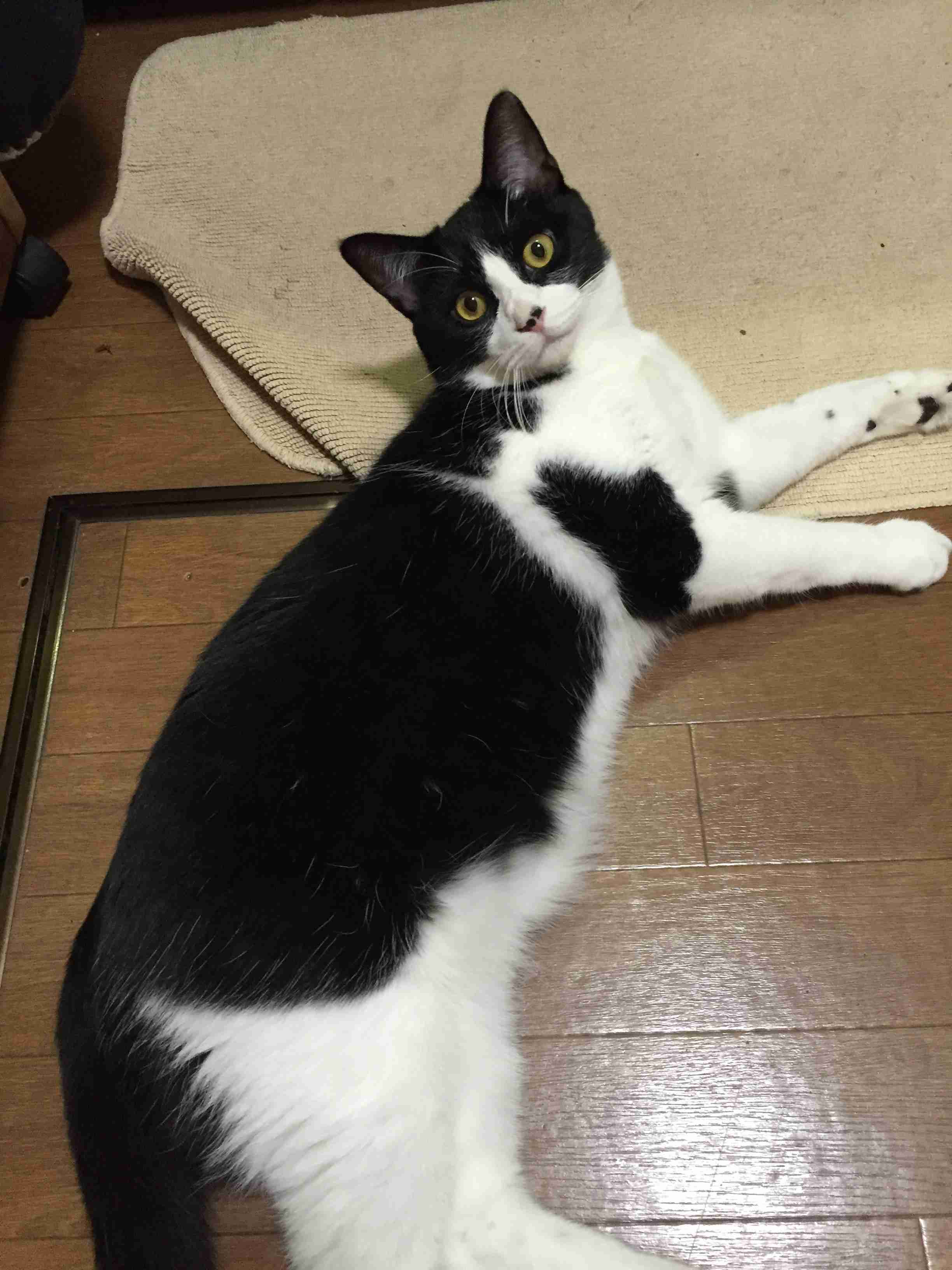 ガルちゃん猫カフェ40号店 開店しました♪ (初めての方も大歓迎！)