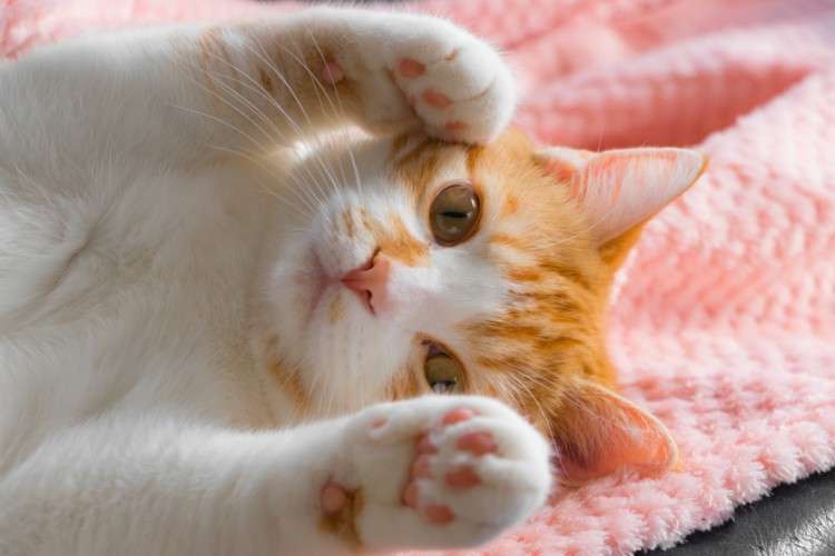 ガルちゃん猫カフェ40号店 開店しました♪ (初めての方も大歓迎！)