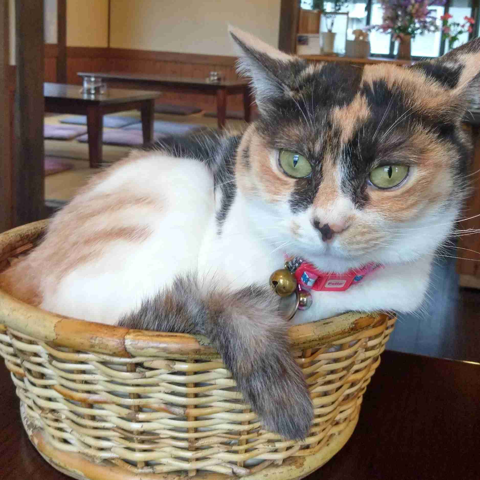 ガルちゃん猫カフェ40号店 開店しました♪ (初めての方も大歓迎！)