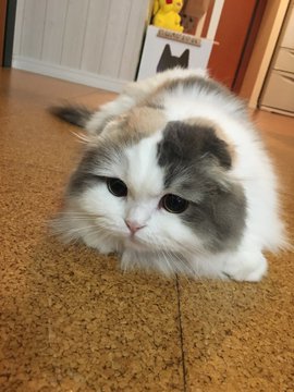 ガルちゃん猫カフェ40号店 開店しました♪ (初めての方も大歓迎！)
