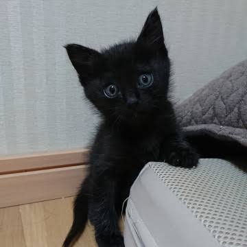 ガルちゃん猫カフェ40号店 開店しました♪ (初めての方も大歓迎！)
