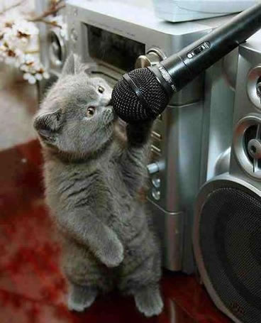 ガルちゃん猫カフェ40号店 開店しました♪ (初めての方も大歓迎！)