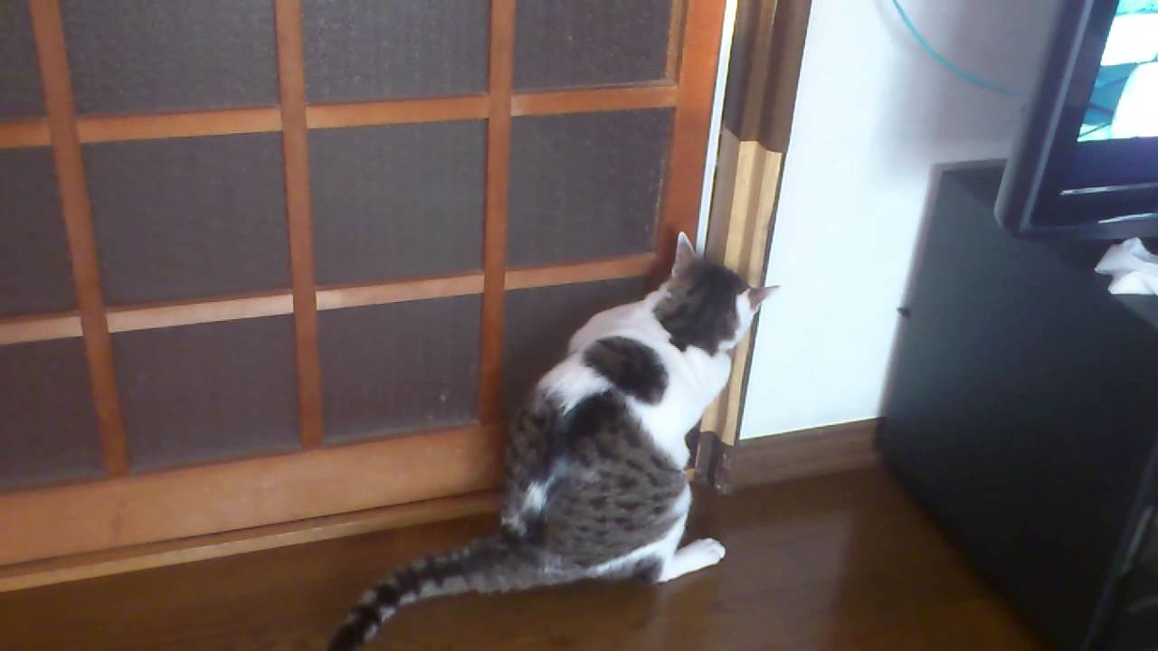 ガルちゃん猫カフェ40号店 開店しました♪ (初めての方も大歓迎！)