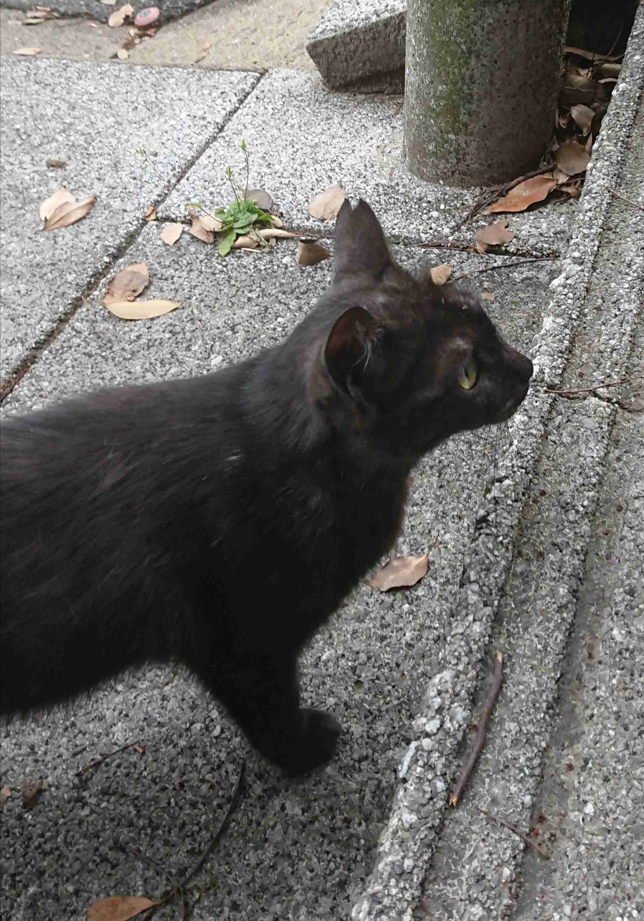 ガルちゃん猫カフェ40号店 開店しました♪ (初めての方も大歓迎！)
