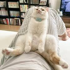 ガルちゃん猫カフェ40号店 開店しました♪ (初めての方も大歓迎！)