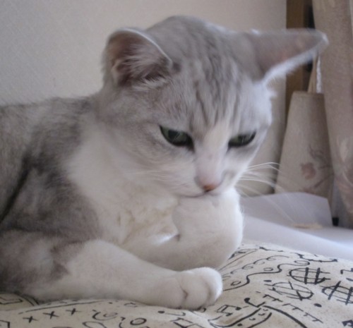 ガルちゃん猫カフェ40号店 開店しました♪ (初めての方も大歓迎！)