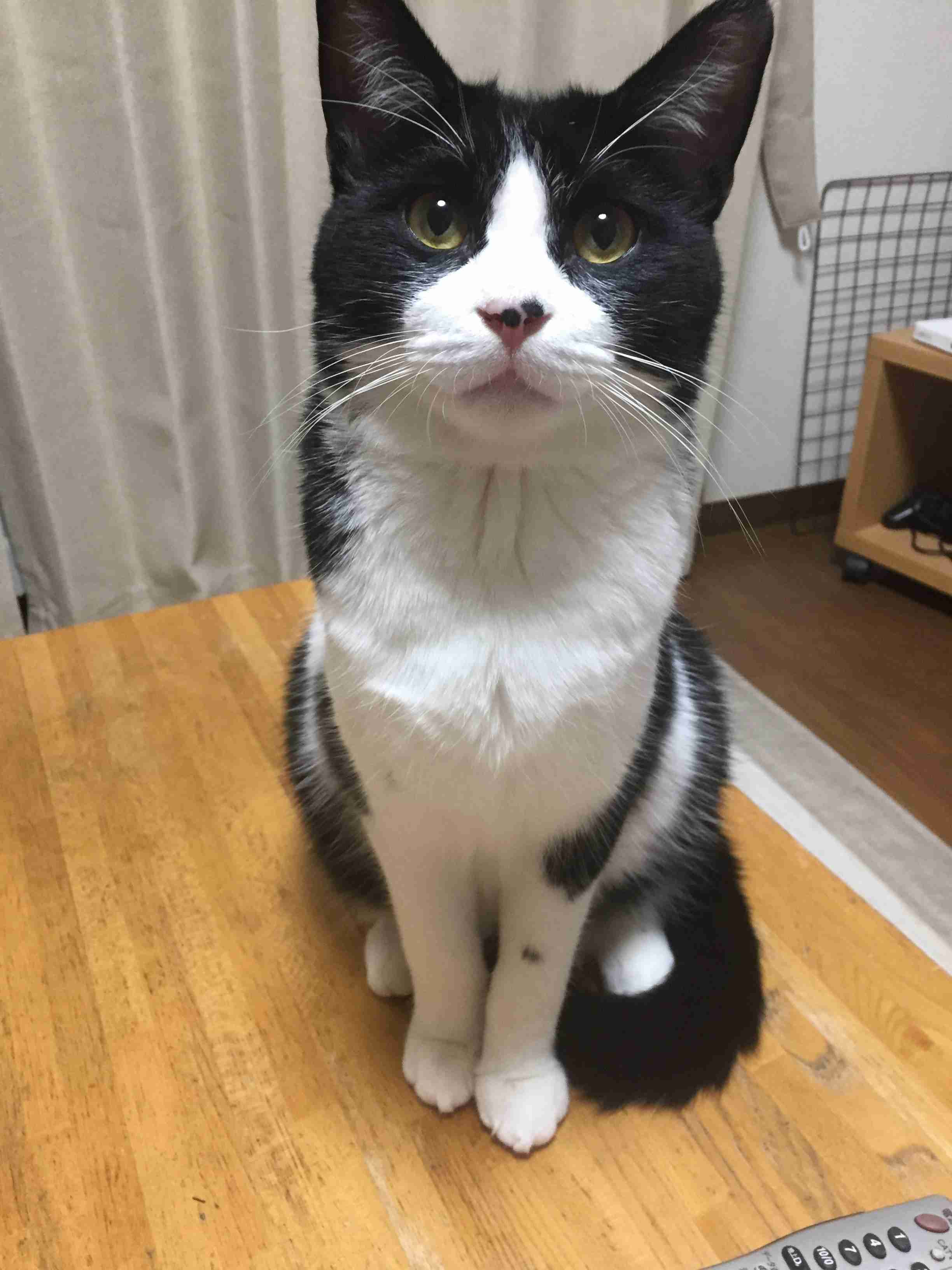 ガルちゃん猫カフェ40号店 開店しました♪ (初めての方も大歓迎！)