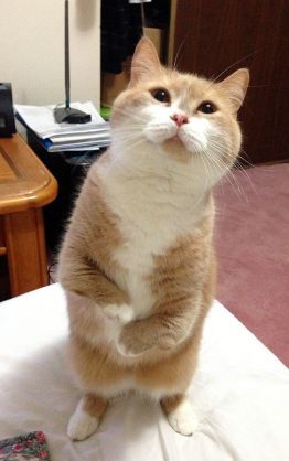 ガルちゃん猫カフェ40号店 開店しました♪ (初めての方も大歓迎！)