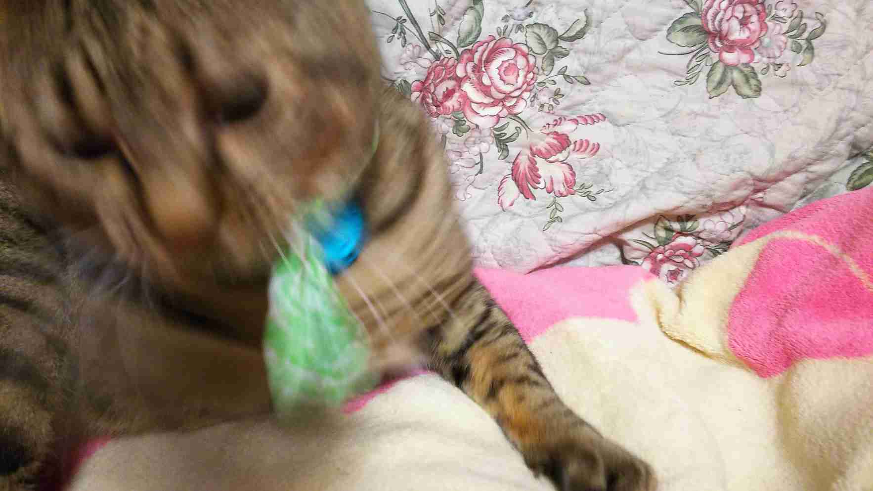 ガルちゃん猫カフェ40号店 開店しました♪ (初めての方も大歓迎！)