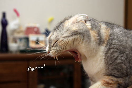 ガルちゃん猫カフェ40号店 開店しました♪ (初めての方も大歓迎！)