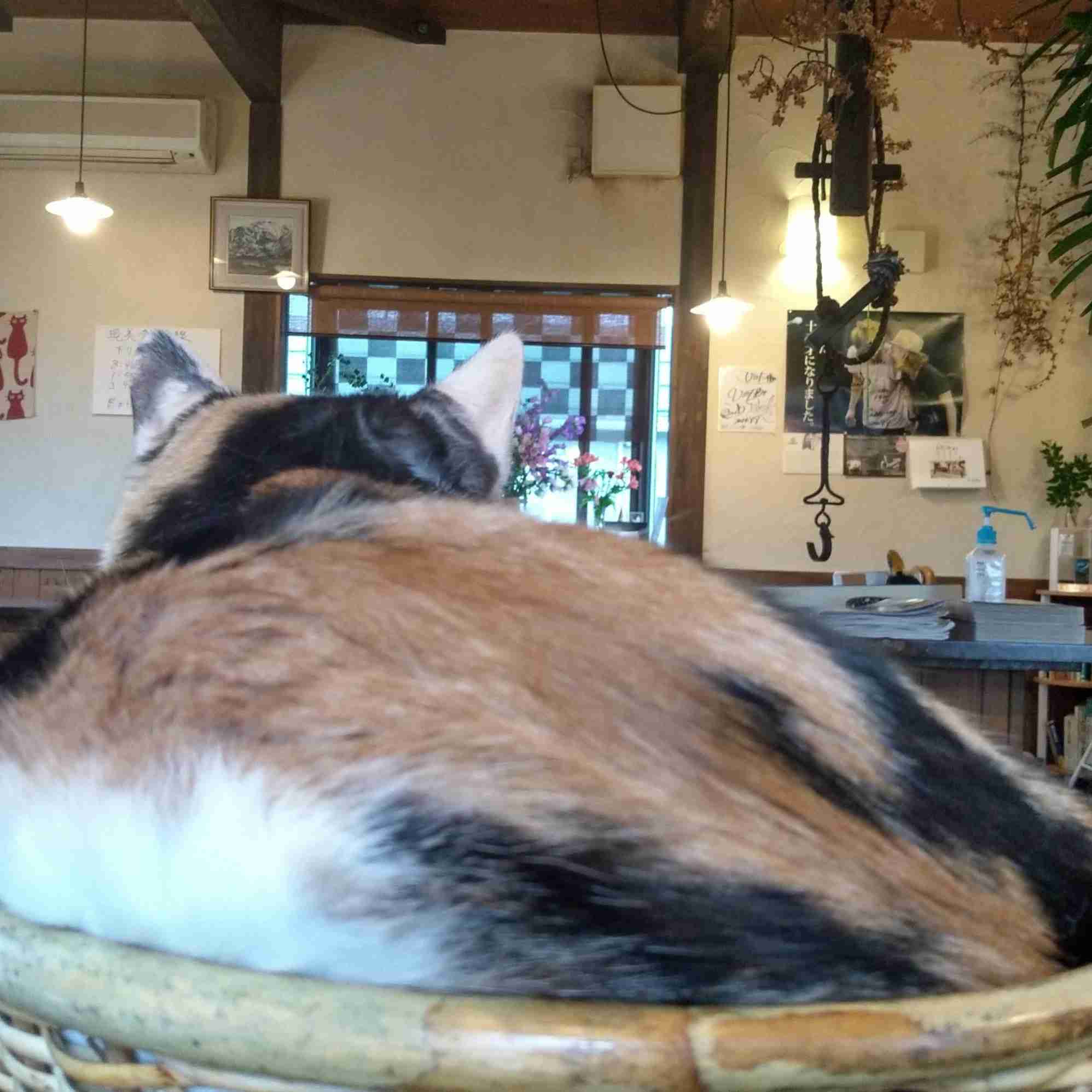 ガルちゃん猫カフェ40号店 開店しました♪ (初めての方も大歓迎！)