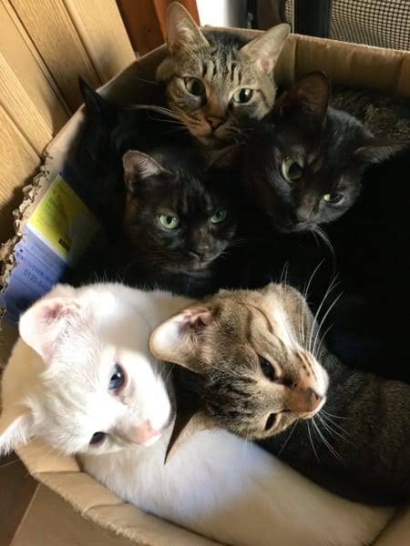 ガルちゃん猫カフェ40号店 開店しました♪ (初めての方も大歓迎！)