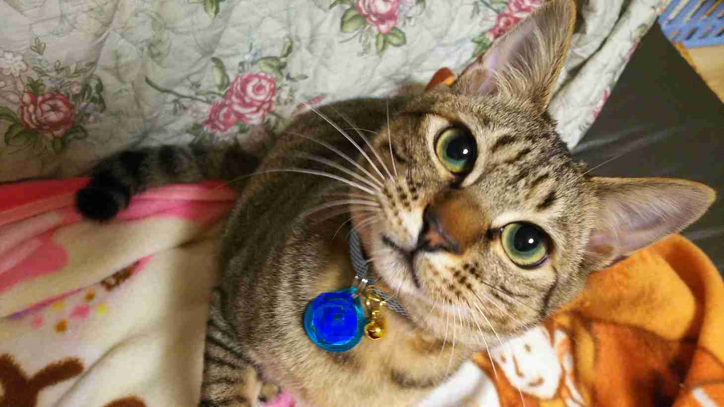 ガルちゃん猫カフェ40号店 開店しました♪ (初めての方も大歓迎！)