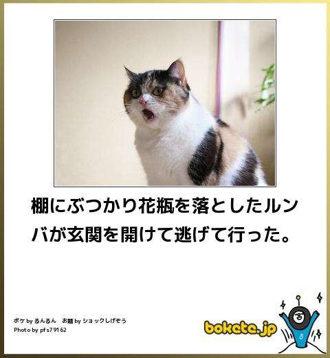 ガルちゃん猫カフェ40号店 開店しました♪ (初めての方も大歓迎！)