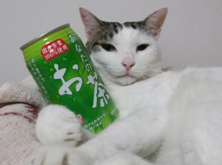 ガルちゃん猫カフェ40号店 開店しました♪ (初めての方も大歓迎！)