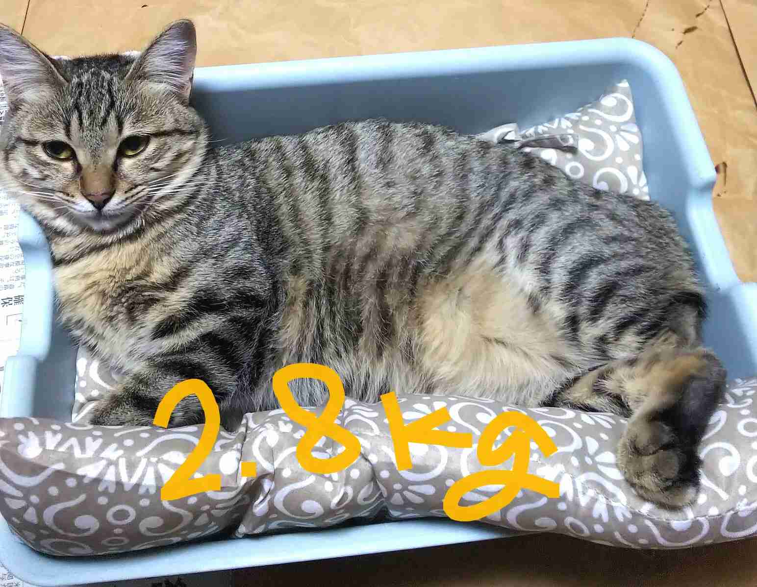 ガルちゃん猫カフェ40号店 開店しました♪ (初めての方も大歓迎！)