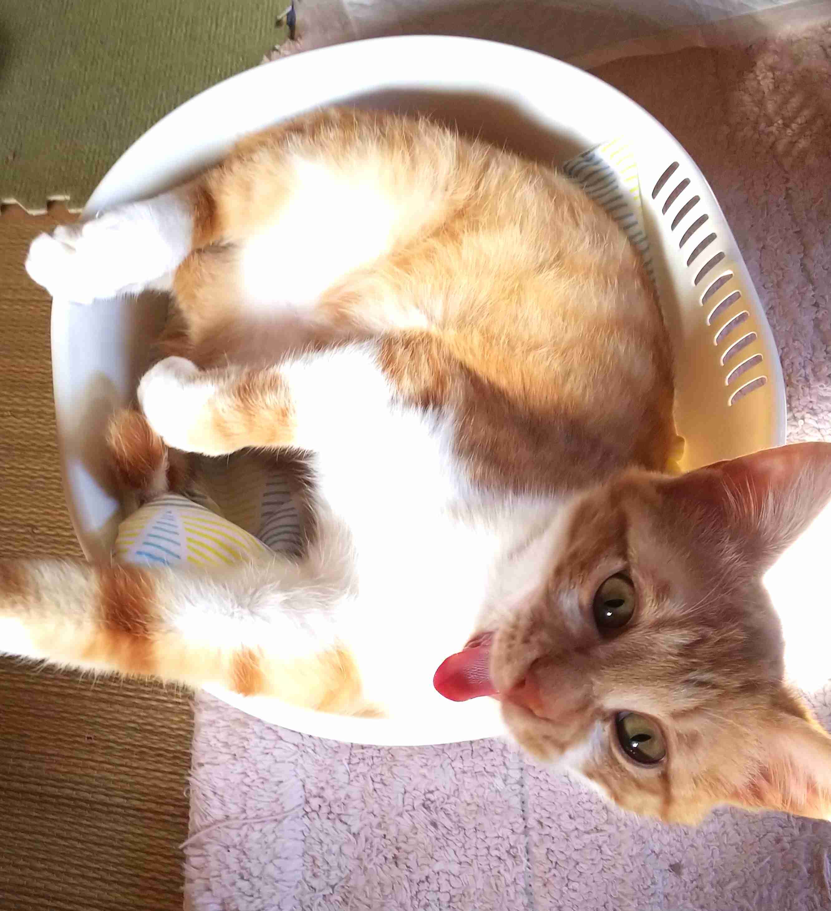 ガルちゃん猫カフェ40号店 開店しました♪ (初めての方も大歓迎！)