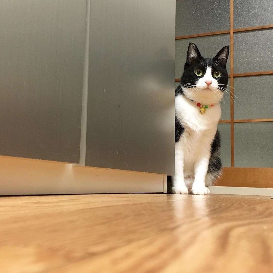 ガルちゃん猫カフェ40号店 開店しました♪ (初めての方も大歓迎！)