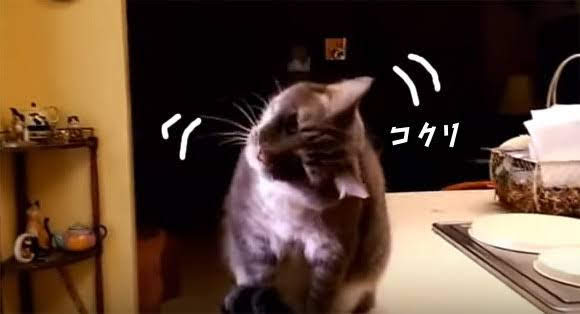 ガルちゃん猫カフェ40号店 開店しました♪ (初めての方も大歓迎！)