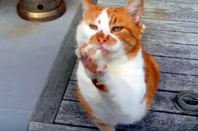 ガルちゃん猫カフェ40号店 開店しました♪ (初めての方も大歓迎！)