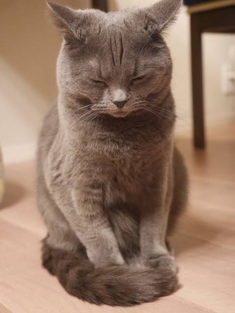ガルちゃん猫カフェ40号店 開店しました♪ (初めての方も大歓迎！)