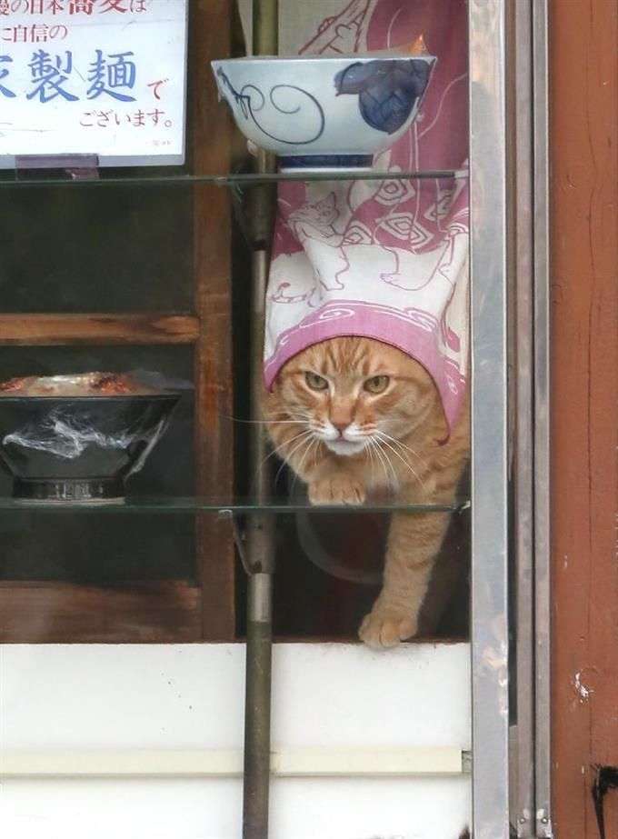 ガルちゃん猫カフェ40号店 開店しました♪ (初めての方も大歓迎！)