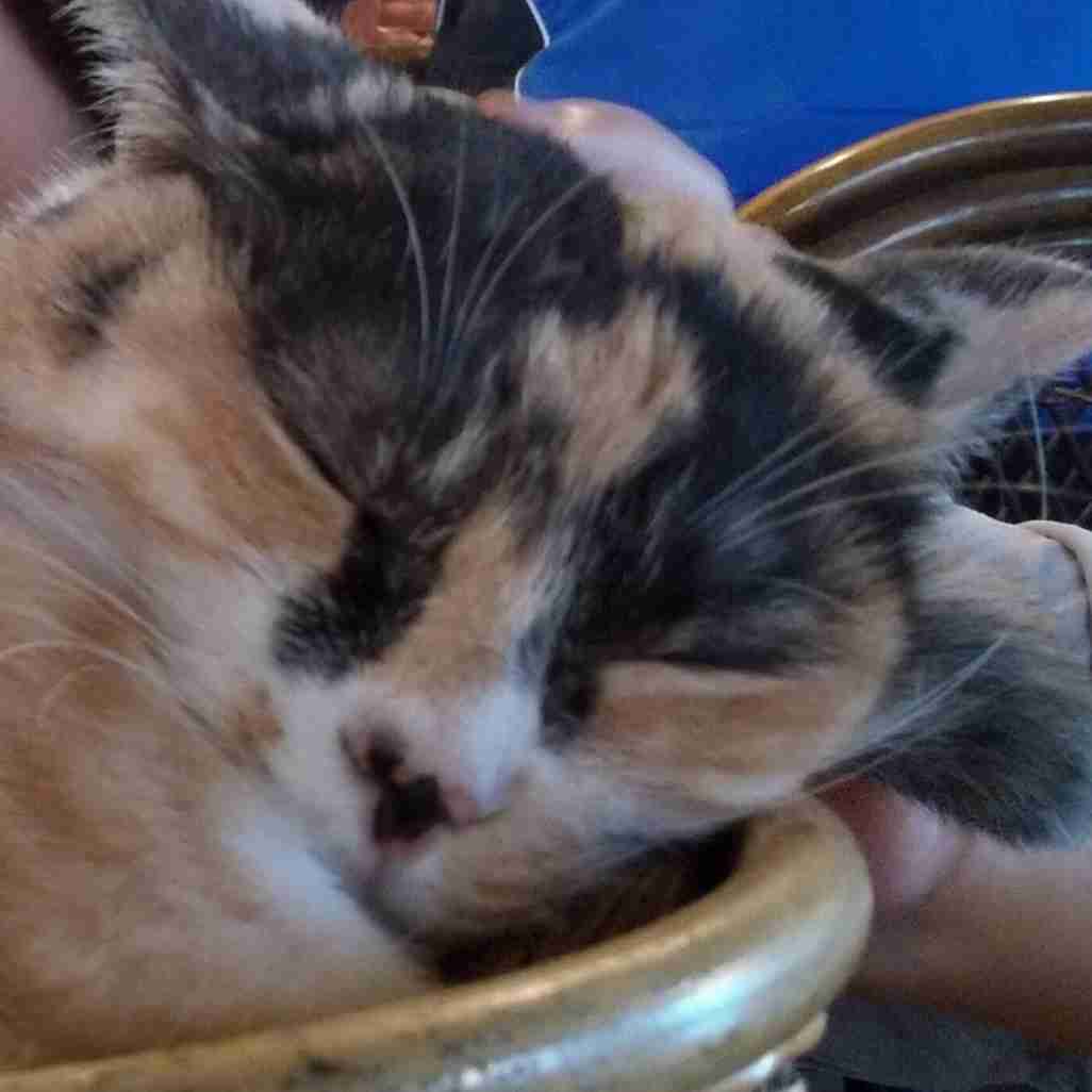 ガルちゃん猫カフェ40号店 開店しました♪ (初めての方も大歓迎！)