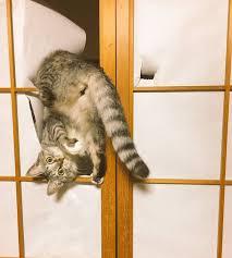 ガルちゃん猫カフェ40号店 開店しました♪ (初めての方も大歓迎！)