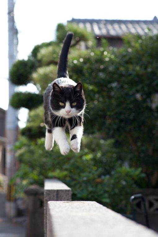 ガルちゃん猫カフェ40号店 開店しました♪ (初めての方も大歓迎！)